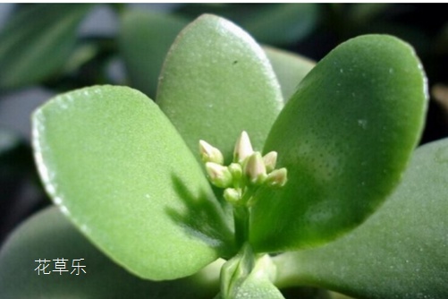 佳能镜头心得精品手机在线1卡二卡3卡四卡解锁摄影艺术的无限可能