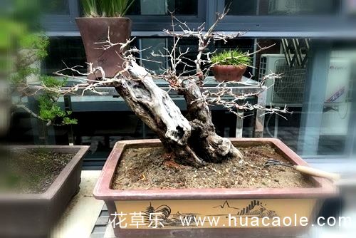 子类5国产精品丰满人妻av麻豆服务优质，值得选择