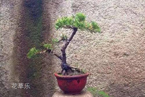 生泡花生米国产美女嫩模在线播放，一口时光的记忆与味蕾的探索