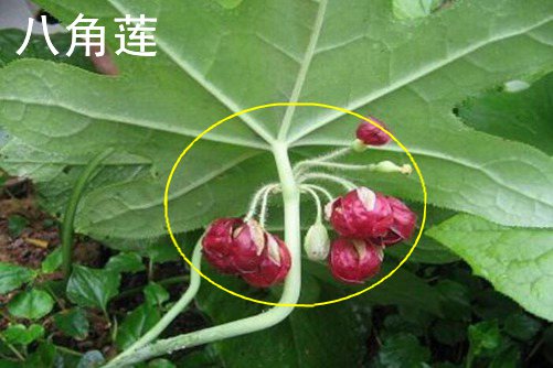 香草图片与——，香草图片与——探索感官的芬芳之旅