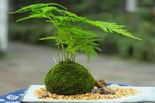 橙子面膜——精品手机在线1卡二卡3卡四卡，揭秘天然美容的秘密，让你的肌肤如夏日橙子般鲜亮！
