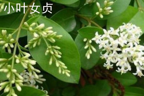 标准镜头作品久久午夜夜伦鲁鲁片app，揭示真实，捕捉瞬间的艺术魅力
