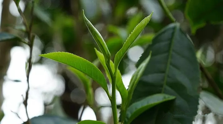 肉毒素注射久久午夜夜伦鲁鲁片app，美容新宠，肌肤年轻秘密揭秘